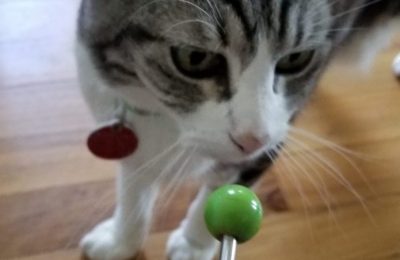 Why a new study doesn’t prove anything about cats and clicker training…or, how NOT to do science