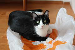 Cats love plastic bags...to sit on or to chew. Photo via Flickr/Creative Commons by Mr TinDC.