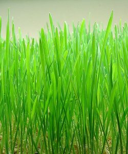 500px-Wheatgrass