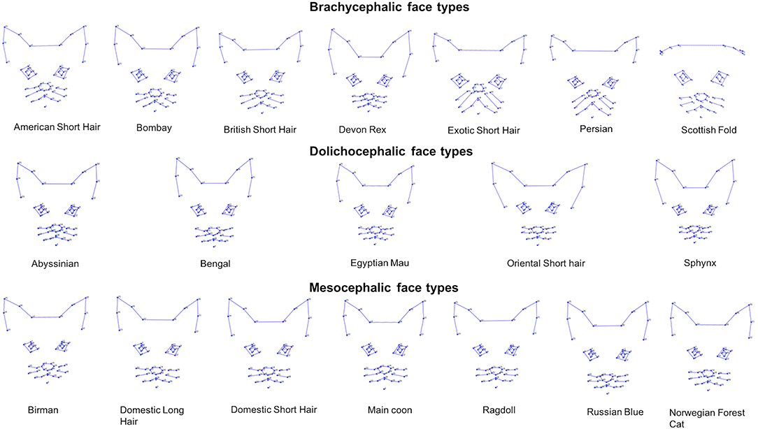 Cat facial expressions are affected by breed Why there are