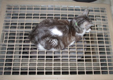 My cat sleeping on our heating grate. Harlow's monkey anyone?