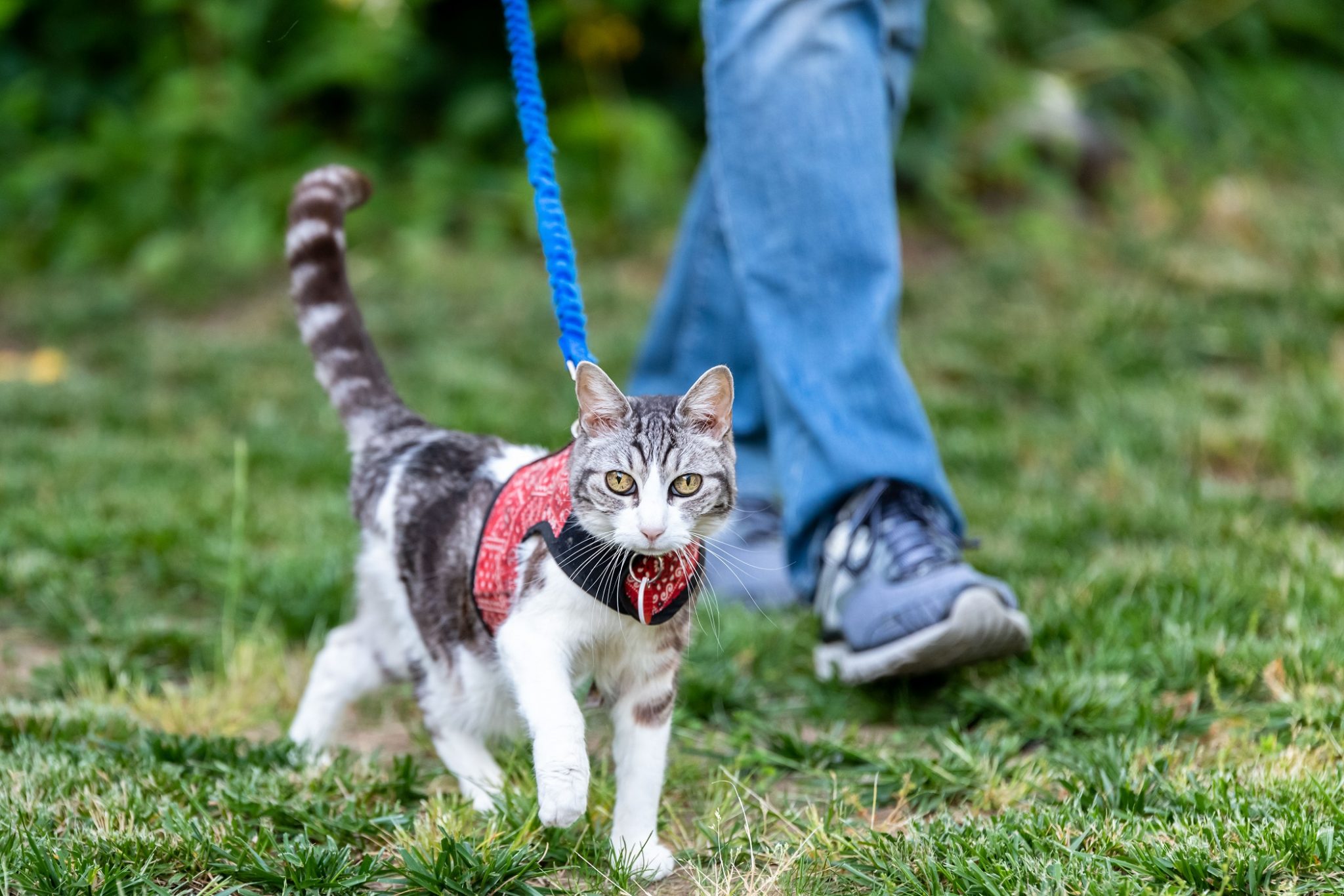 Can you convince cats to stop hunting? A new study finds that food and