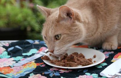 Does warming your cat’s food increase its appeal?