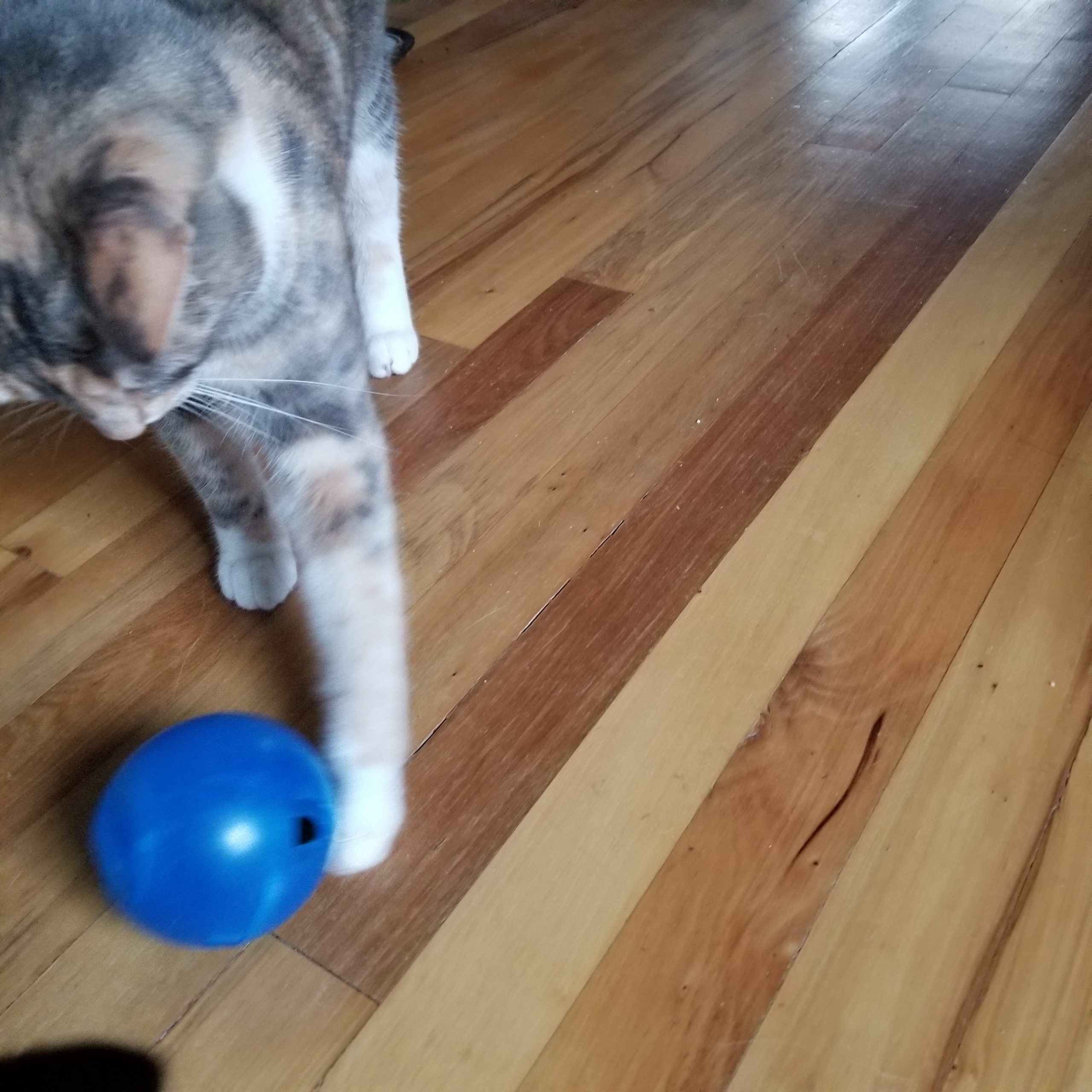 Do food toys improve cats’ quality of life?