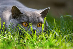 Some cats like to stalk from behind grass. Photo by Dennis Carr/Postal 67 via Flickr/creative commons