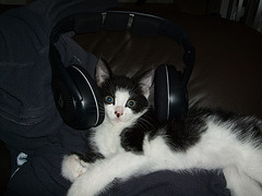 The cat questions continue: Do cats like music?