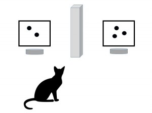 How many mice? A new study explores numeracy in our feline friends.