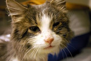 Give them space, keep them in place: Keeping cats healthy in shelters