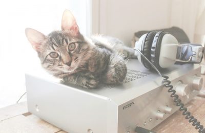 Can music make cats less stressed out?