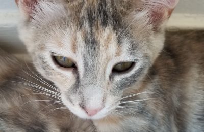 Should you “slow blink” at your cat?