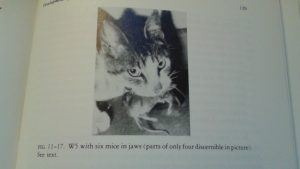 From a book a love, Paul Leyhausen's Cat Behavior: a cat with six mice.