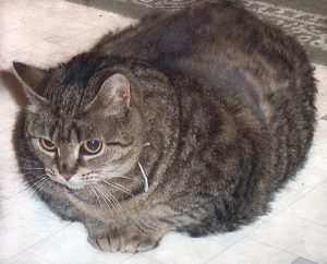 There are a lot of obese kitties out there. Photo by Psyberartist via Flicker/Creative Commons.