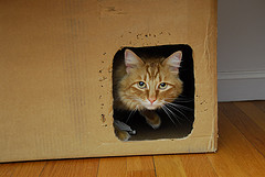 This cat has spent some time chewing on the cardboard box. Photo via Flickr/Creative Commons by Dwight Sipler.