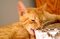 Some cats love to chew on things that aren't food...why? Photo via Flickr/Creative Commons by Jessica Fiess-Hill