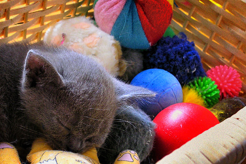 Cats can get bored of the same toys. Photo via Wikimedia Commons