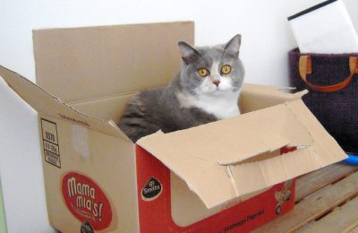 Cats don’t just love boxes, cats may NEED boxes