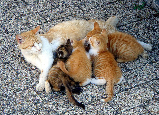 Kittens might be cute, but spaying/neutering increases life span. Photo via Wikimedia Commons.