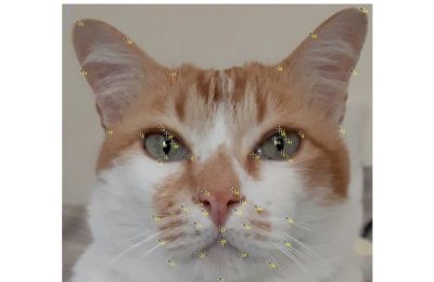 Cat facial expressions are affected by breed: Why there are implications for cat welfare
