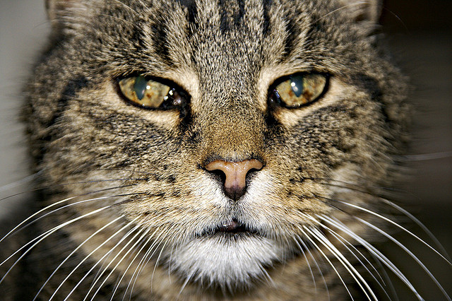 Cats are considered seniors by the age of 10 or so. Photo by Edward Townend, https://www.flickr.com/photos/townendphotography/
