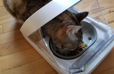 Can pet tech help your cat lose weight?