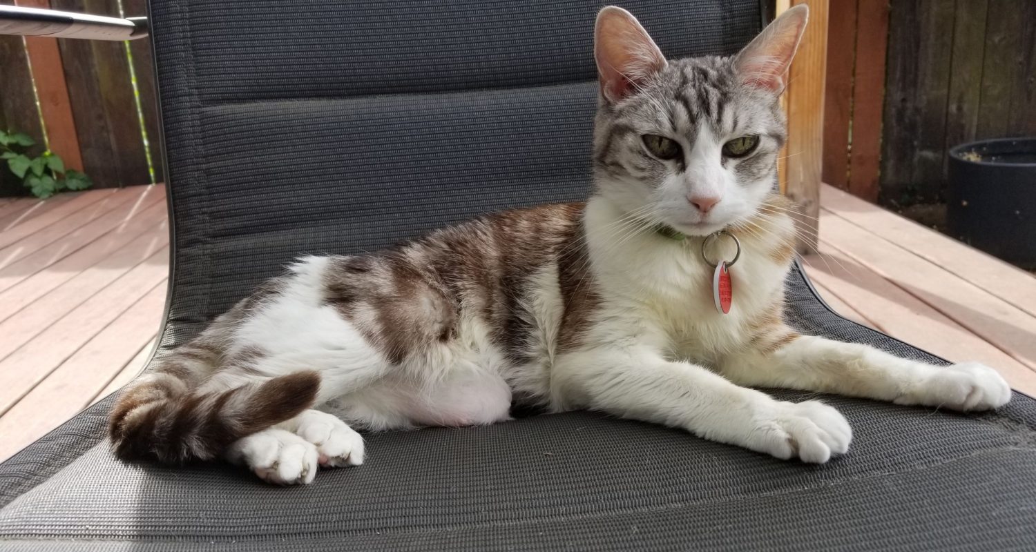 Does A Supplement For Cats Help With Joint Pain 