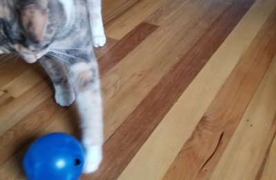 Do food toys improve cats’ quality of life?