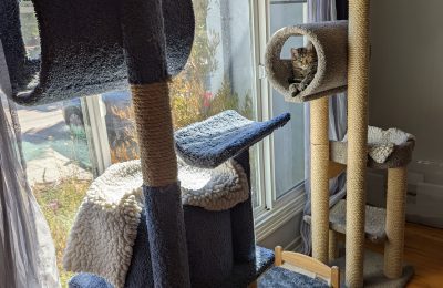 How do cats use space? Part 2: Multiple & separated key resources