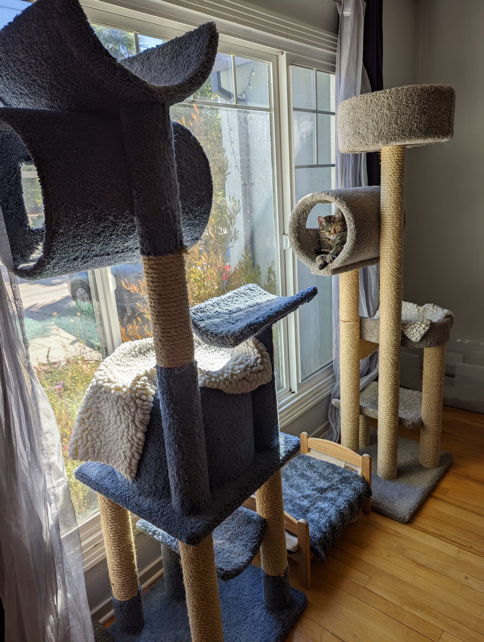 How do cats use space? Part 2 Multiple & separated key resources