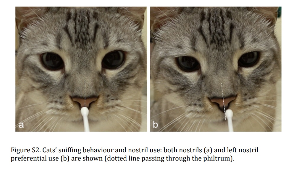 Photo from d’Ingeo, S., Siniscalchi, M., Straziota, V., Ventriglia, G., Sasso, R., & Quaranta, A. (2023). Relationship between asymmetric nostril use and human emotional odours in cats. Scientific Reports, 13(1), 10982.