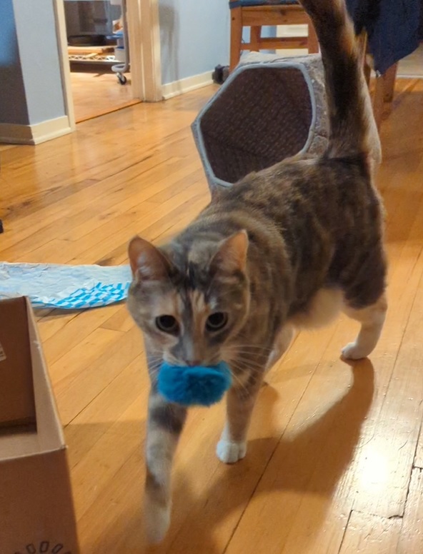 tortoiseshell tabby cat fetching with a small blue puff toy in her mouth

