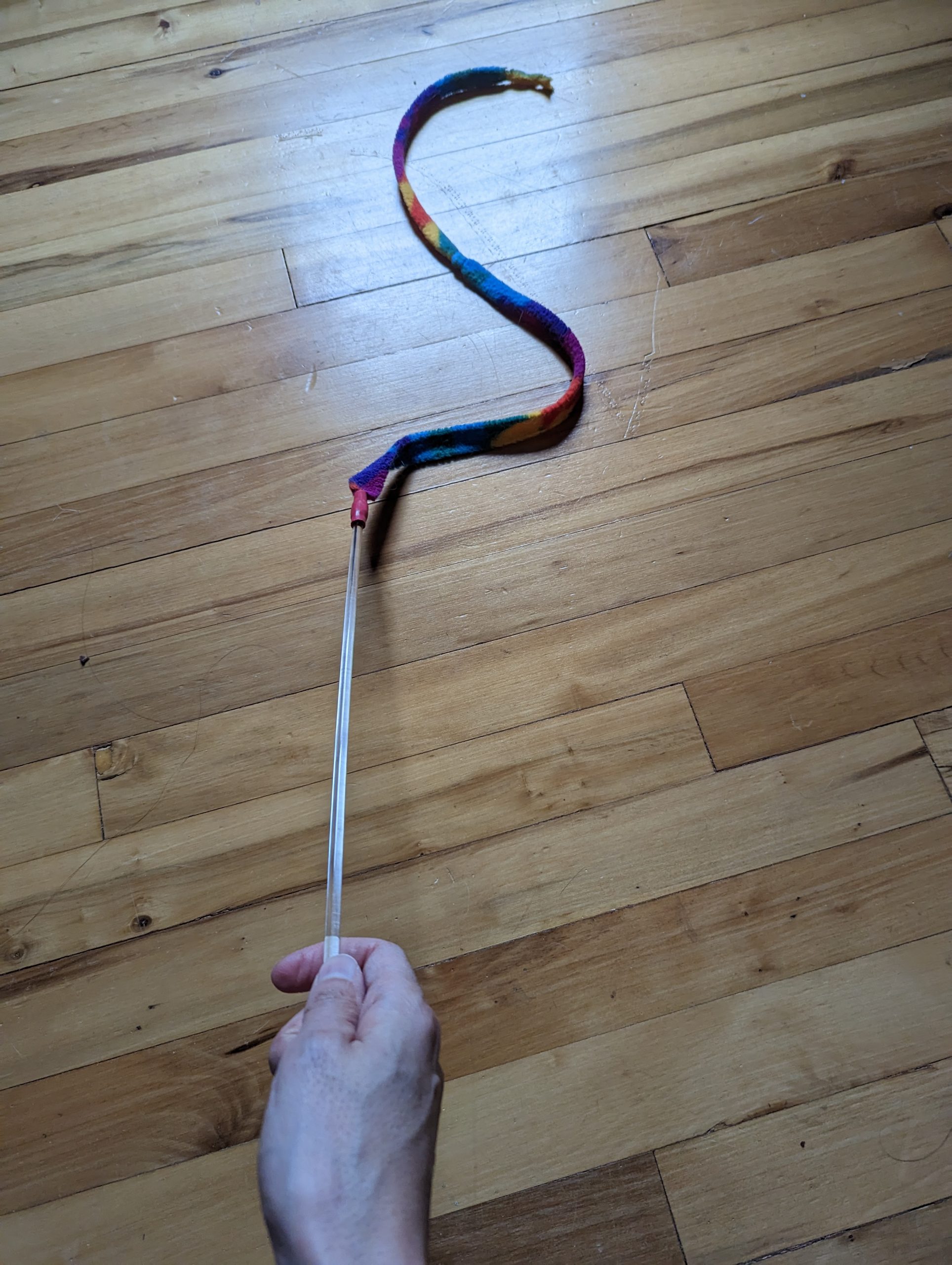Using science to encourage humans to play with their cat! - Part 1