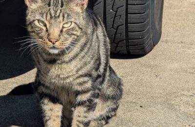 Bringing cats inside: Who is it good for?