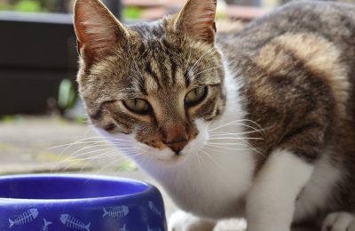 What’s in that raw and freeze-dried cat food? Turns out it’s more than food