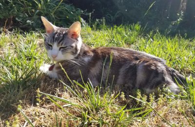 Are we meeting senior cats’ needs?