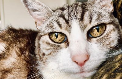 Helping the aging cat: Understanding frailty