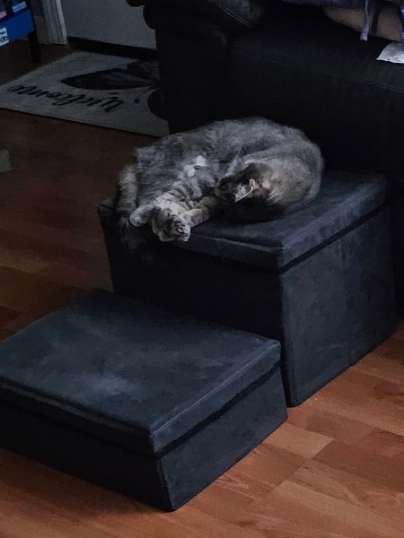 Jules1.jpg