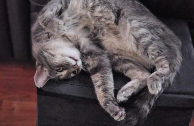 Five easy ways to help your cat age well