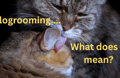 Are cats who groom each other friends?